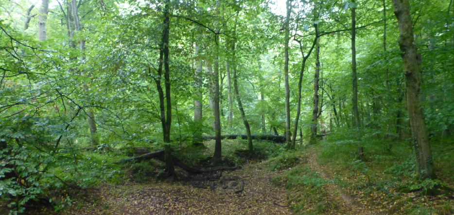 The Lamboy Forest, east of Hanau